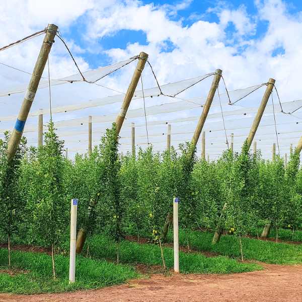 Tela antigranizo ( 6 m x 50 m )
